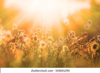 Autumn Grass And Wildflower Background