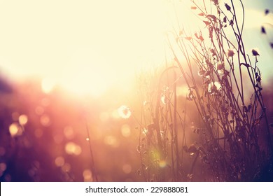 Autumn grass and wildflower background. Instagram effect - Powered by Shutterstock