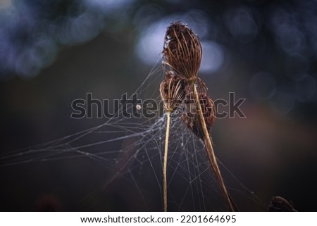 Similar – poppy seed capsules plants