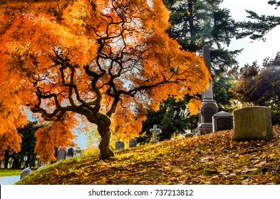 Autumn Gravestone In Greenwood Cemetery In Brooklyn, New York With Glowing Orange Tree