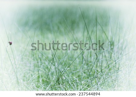 Similar – Image, Stock Photo frost Winter Nature Plant