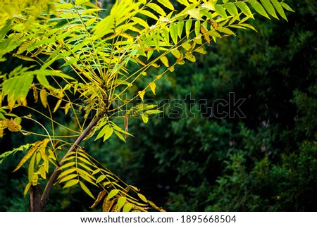 In autumn, green Toon Leaves against a black background