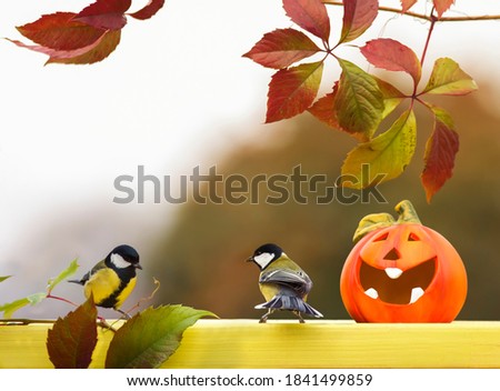 autumn Halloween greeting card with birds in the garden next to a funny orange pumpkin Imagine de stoc © 