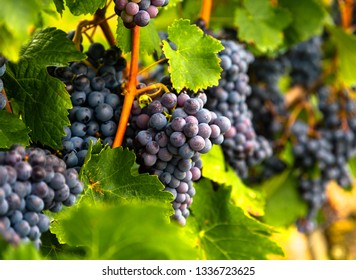 Autumn harvest of black grapes