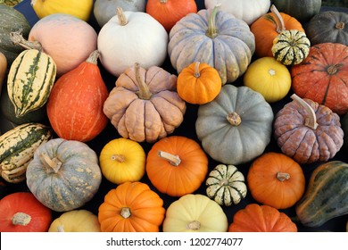 Herbsternte bunte Kürbisse und Kürbisse in verschiedenen Sorten.