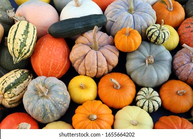 Autumn harvest colorful squashes and pumpkins in different varieties. - Powered by Shutterstock