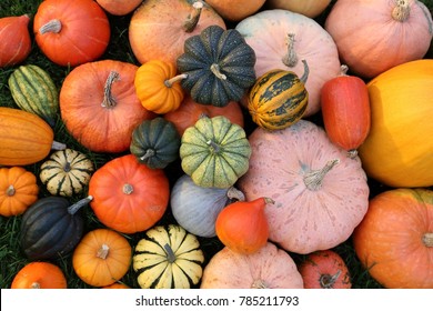 Autumn harvest colorful squashes and pumpkins in different varieties.