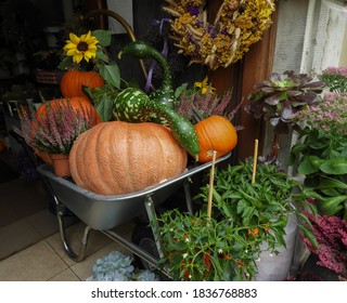 Autumn Harvest Decoration Consisting Of Huge Orange Pumpkins, Green Cucurbits Of Funny Shape And Colourful Heathers, With A Sunflower And Dried Flower Crown In The Background. Selected Focus.