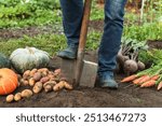 Autumn harvest of fresh raw carrot, beetroot, pumpkin and potato on soil ground in garden. Farmer with shovel harvesting organic eco bio fall vegetables