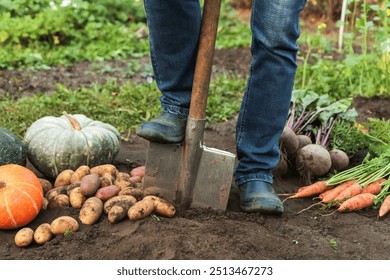 Autumn harvest of fresh raw carrot, beetroot, pumpkin and potato on soil ground in garden. Farmer with shovel harvesting organic eco bio fall vegetables - Powered by Shutterstock