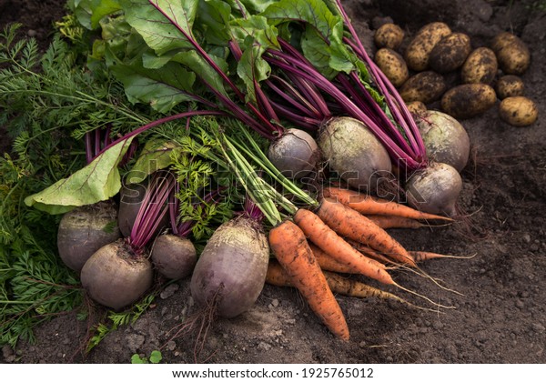 Autumn harvest of\
fresh raw carrot, beetroot and potatoes on ground in garden.\
Harvesting organic\
vegetables