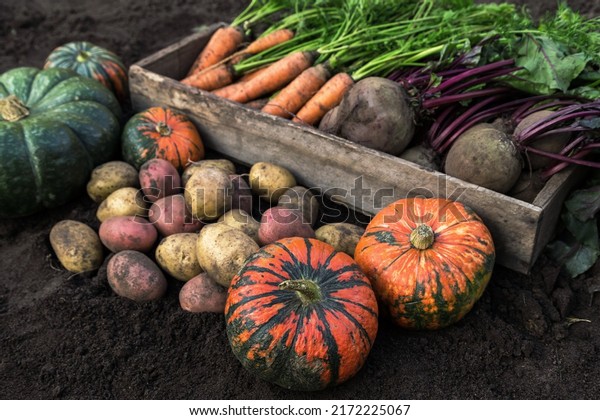 Autumn
harvest of fresh raw carrot, beetroot, pumpkin and potatoes on soil
in garden. Harvesting organic fall
vegetables	
