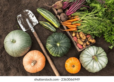 Autumn harvest, harvesting concept. Seasonal organic vegetables with shovel on soil ground in garden, top view