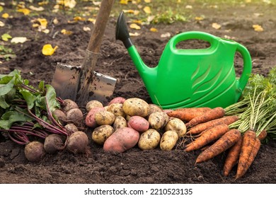 Autumn Harvest Of Organic Fresh Vegetables With Tops On Soil In Garden. Freshly Harvested Carrot, Beetroot And Potato With Shovel And Watering Can, Farming