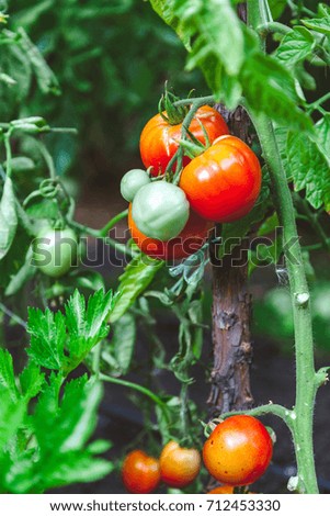 Similar – Foto Bild Paprika Capsicum wächst im Gewächshaus