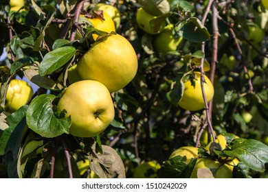 Autumn Harvest Season Yellow Apples On Apple Tree Leaves