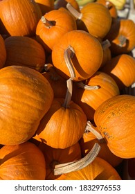 Autumn Harvest Of Sugar Pumpkins Fall Bounty