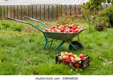 3,224 Wheelbarrow apple Images, Stock Photos & Vectors | Shutterstock