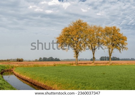 Autumn has started. The colors of the leaves on the trees are changing from green to yellow, orange and brown. In the photo three trees in a Dutch polder with a ditch on the edge.