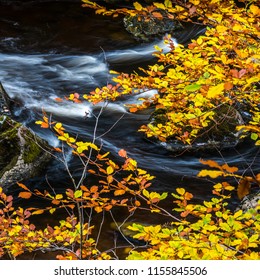 Autumn At The Hermitage On The River Braan Near Dunkeld In Perthshire