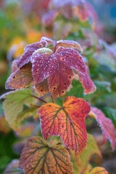 Autumn Hoarfrost In The Garden Colorful Frostbitten Leaves Of Blackcurrant (Latin: Ribes Nigrum) Bush. Chilly Humid October Morning Weather. Estonian Nature.