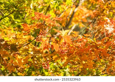 Autumn in Hokkaido, Japan: A shot in mid-October of sunlit Japanese maple leaves, that are slowly transitioning from green, to yellow, to orange, to red.  - Powered by Shutterstock