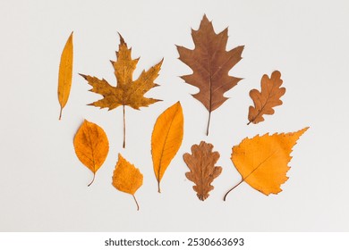 Autumn holiday frame composition, pattern made of different dried leaves on white wooden background. thanksgiving day, halloween eco zero waste concept. Minimal flat lay, top view - Powered by Shutterstock