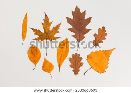 Autumn holiday frame composition, pattern made of different dried leaves on white wooden background. thanksgiving day, halloween eco zero waste concept. Minimal flat lay, top view