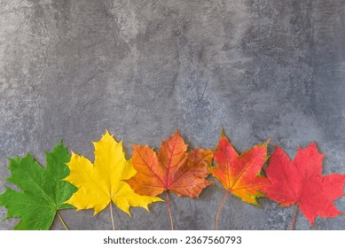 Autumn holidays concept; Thanksgiving or halloween holidays greeting card; Frame of green, yellow, orange, red maple leaves on the gray textured background; copy space - Φωτογραφία στοκ