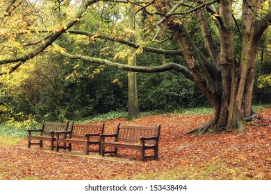 Autumn In Holland Park, London