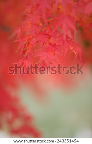 Image, Stock Photo Asian fans Nature Spring