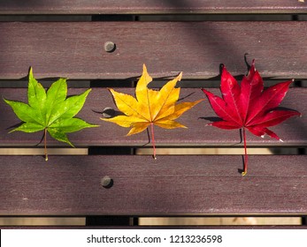 Autumn Japanese Maple Leaves Gradation.