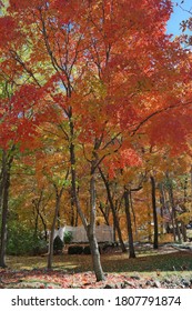 Autumn In Jefferson City, MO