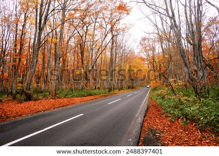 Japan’s Autumn Journey: A Pathway Through Vibrant Foliage