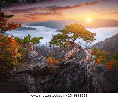 Similar – Image, Stock Photo Colourful autumn forest in Hoge Kempen National Park, eastern Belgium during sunset. A walk through the wilderness in the Flanders region in November