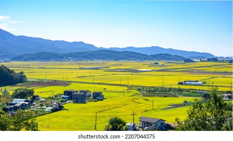 Autumn in Korea. Autumn rice farming landscape. Korean rice paddies.Rice field and the sky in Ganghwa-do, Incheon, South Korea. - Shutterstock ID 2207044375