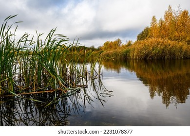 In autumn, the lake is abundantly overgrown with yellow reeds and cattails, which are reflected in the calm water surface. On the shore of the lake - birches with golden foliage. 