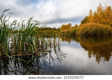 In autumn, the lake is abundantly overgrown with yellow reeds and cattails, which are reflected in the calm water surface. On the shore of the lake - birches with golden foliage. 