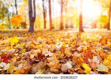 Autumn landscape, beautiful city park with fallen yellow leaves. Close up of bright foliage in sunny autumn park. Concept of fall season. Golden autumn card.
