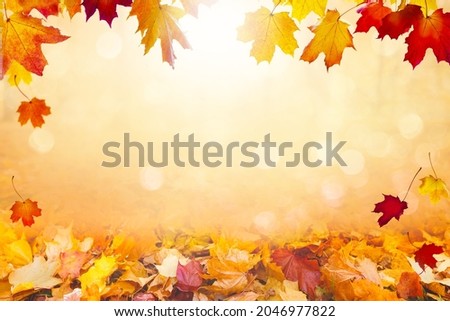 Autumn landscape, beautiful city park with fallen yellow leaves. Close up of bright foliage in sunny autumn park. Concept of fall season. Golden autumn card.
