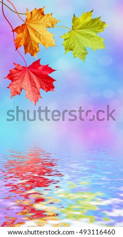 Similar – Foto Bild Herbst Natur Pflanze Klima