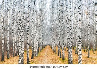 Autumn Landscape Of Birch. Trunks Of Trees Without Leaves. Birch Grove With A Path Of Yellow Leaves