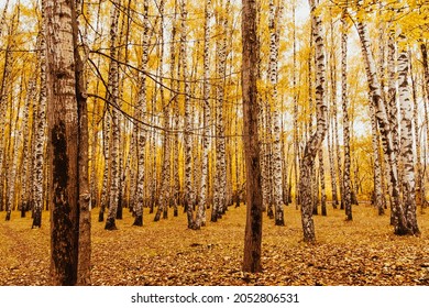 Autumn Landscape Birchwood. Forest Tree Autumn Yellow Background