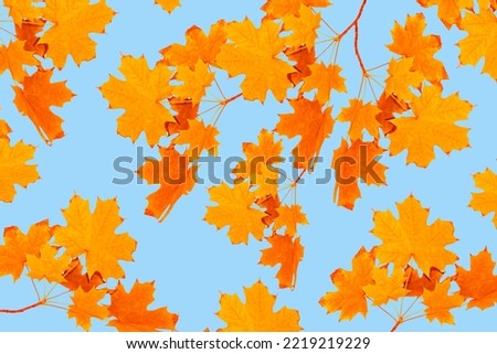autumn landscape with bright colorful leaves. Indian summer. foliage.