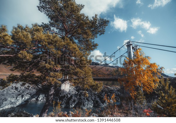 Autumn landscape: cliffy waterfront, cedar or a\
pine tree in the foreground, suspension bridge and a mountain ridge\
in the background partly hidden by yellowed birch, fall season\
Altai mountains