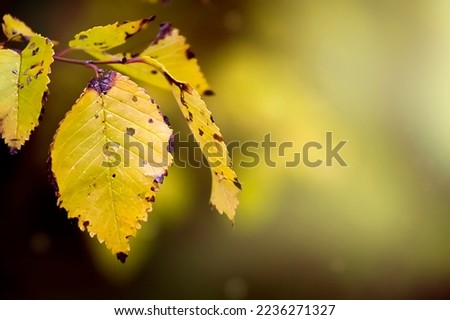 Autumn landscape. Colorful alder leaves close-up. Natural background