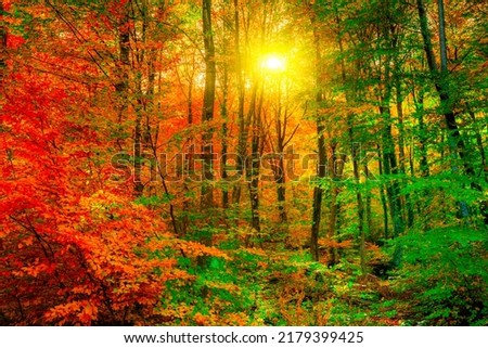Autumn landscape in colorful forest. Seasonal transitions in the forest with green and red leaves. View of colorful trees in deep forest. autumn colors in nature. Yedigoller mountain, Bolu, Turkey.