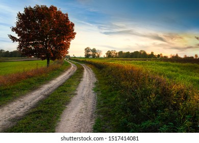 Autumn Landscape With Country Road And Red Tree. Masuria, Poland.