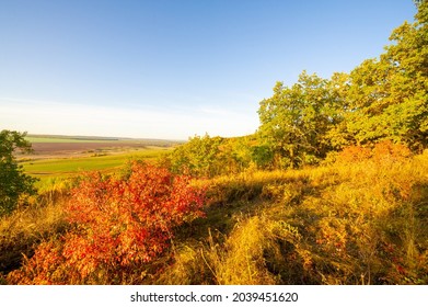 Autumn Landscape, Deciduous Forest. Our Autumn Photo Gallery Is Full Of Landscapes Showcasing Beautiful Autumn Colors From Many Areas