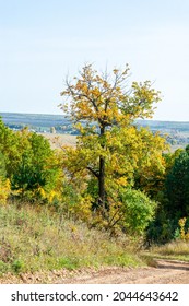 Autumn Landscape, Deciduous Forest. Our Autumn Photo Gallery Is Full Of Landscapes Showcasing Beautiful Autumn Colors From Many Areas